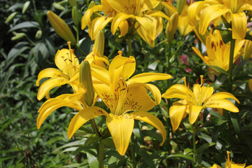 Naklejka na ściany i meble Yellow lilies growing in garden
