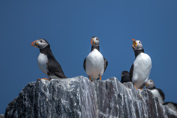 Atlantic Puffin