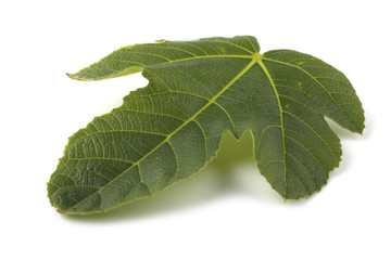Fig leaf isolated on white