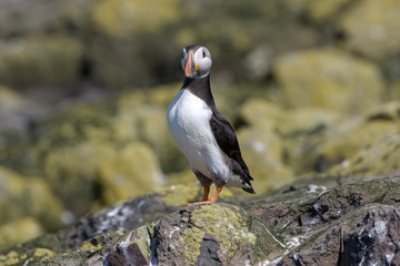 Atlantic puffin (Fratercula arctica)