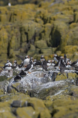 Fototapeta premium Atlantic puffin (Fratercula arctica)