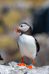 Atlantic puffin (Fratercula arctica)