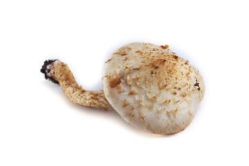 Pholiota squarrosa (shaggy scalycap, shaggy Pholiota, scaly Pholiota)