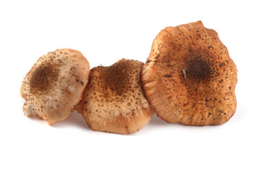Honey fungus isolated on white