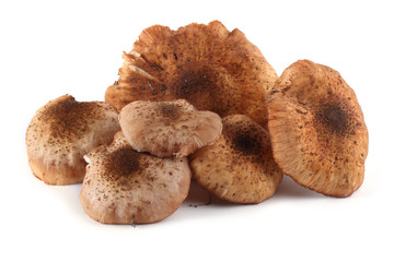 Honey fungus isolated on white