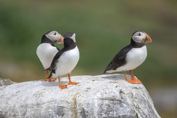 Atlantic puffin (Fratercula arctica)