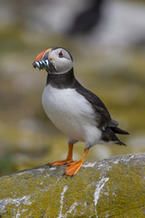 Atlantic puffin (Fratercula arctica)