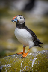 Atlantic puffin (Fratercula arctica)
