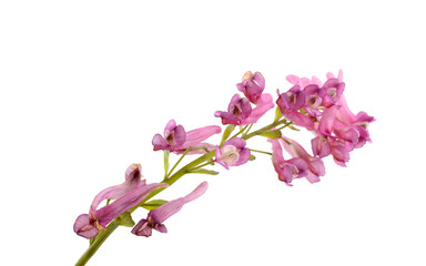 Fototapeta na wymiar Corydalis ambigua pink flowers isolated on white