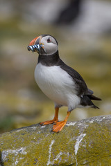 Atlantic puffin (Fratercula arctica)