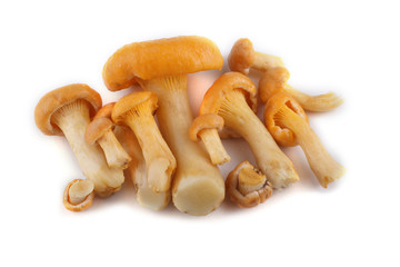 Golden chanterelle (Cantharellus cibarius) mushroom