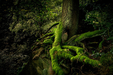 Tree gowiing on a cliff and just getting it autumnal colours
