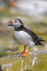 Atlantic puffin (Fratercula arctica)