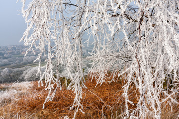 Hoar frost on plants and leaves