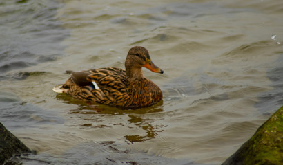 duck in water