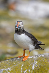 Atlantic puffin (Fratercula arctica)