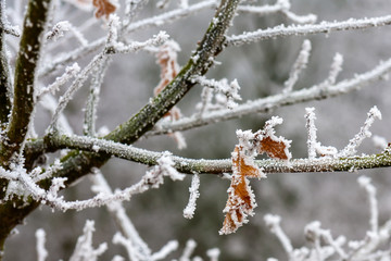 Hoar frost on plants and leaves