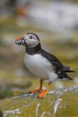 Atlantic puffin (Fratercula arctica)