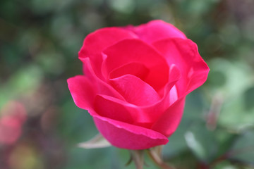 Red rose growing in garden