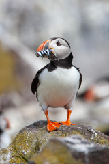 Fototapeta premium Atlantic puffin (Fratercula arctica)
