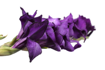 Violet gladiolus isolated on white - obrazy, fototapety, plakaty