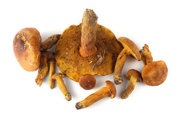 Boletus ferrugineus (Xerocomus spadiceus) mushroom. Delicacy