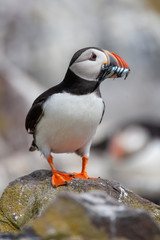 Naklejka premium Atlantic puffin (Fratercula arctica)