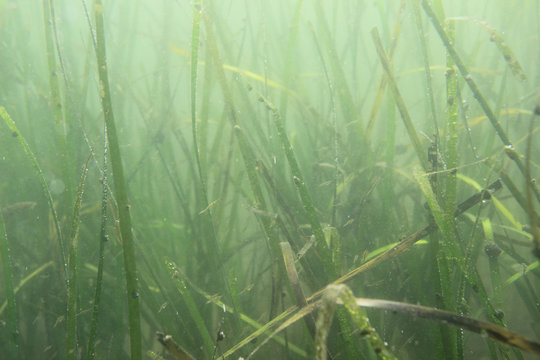 Sea grass and little shrimps (Pandalus latirostris). Underwater landscape