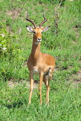 Impala Male on a lookout