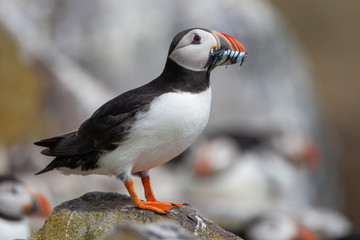 Atlantic puffin (Fratercula arctica)