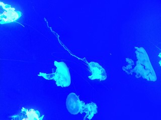 Sea jellyfish. Neon glow effect, dark deep blue colored background. Jellyfish floating in the aquarium. Abstract isolated design template. Banner concept. Lighting water.