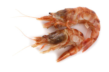 Argis lar (kuro shrimp, Northern Argid). Pacific shrimp