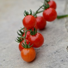 grappe de tomates
