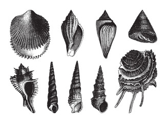 Shell fossil collection (Eocene period) / vintage illustration from Brockhaus Konversations-Lexikon 1908 © Hein Nouwens