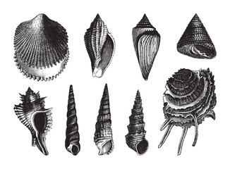 Shell fossil collection (Eocene period) / vintage illustration from Brockhaus Konversations-Lexikon 1908