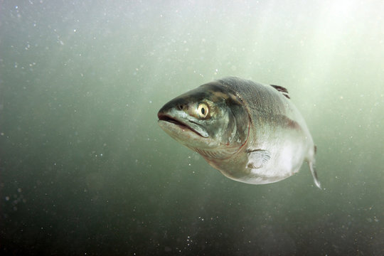 Chum Salmon In The Sea. Underwater View