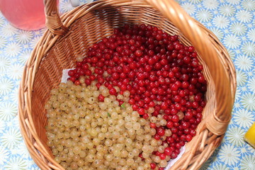 summer red white currant basket harvest berries 