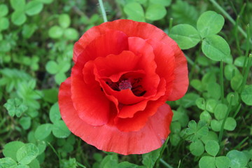 summer red poppy bloom flower garden