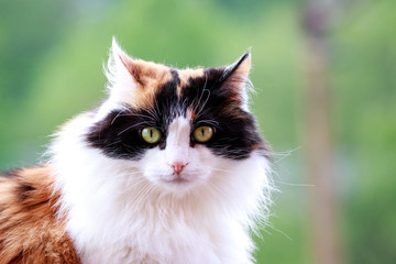 Cat close up portrait, kitty with green eyes on blurry background.