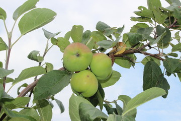  green apples on a garden branch