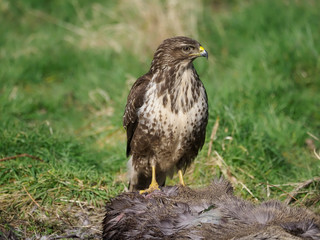 Common buzzard, Buteo buteo