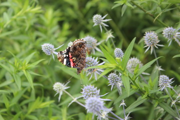 summer butterfly flutters over a flower garden village rest beautiful