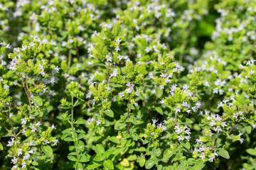 Obraz premium Oregano blossom, backdrop wallpaper background. Green bright sunny twigs of blooming oregano, fresh natural organic oregano spice aromatic herb plant