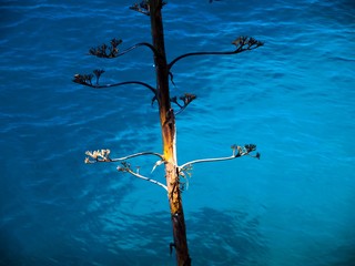 sea