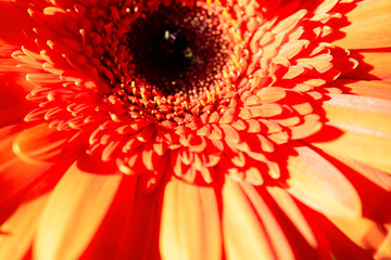 red gerbera flower close-up