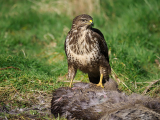 Common buzzard, Buteo buteo