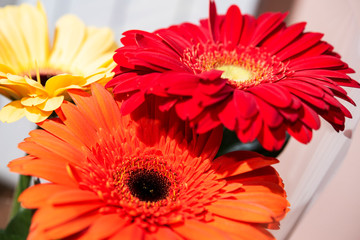 background from a bouquet of gerbera flowers