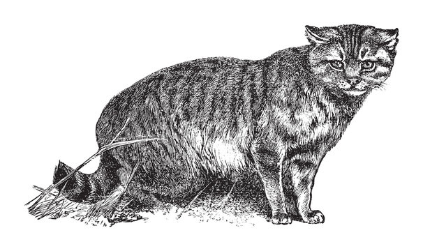 House cat or the domestic cat (Felis catus) / vintage illustration from Brockhaus Konversations-Lexikon 1908