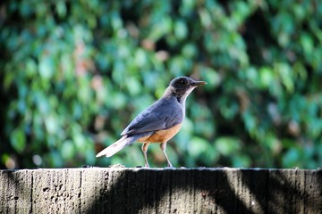 Obraz premium bird on a branch