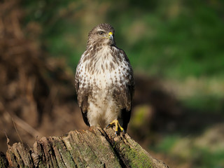 Common buzzard, Buteo buteo